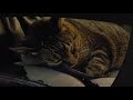 Cat's snoring sounds like purring