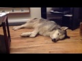 Huskydog dreamer the sequel