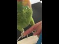 My bird reaction to other birds