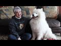 So You Think You Can Train A Samoyed