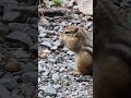 Chipmunk eating seeds found on ground for 3:13 minutes