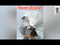 Pigeon Types | Varieties of pigeon breeds | Flying/Sports/Fancy |புறாக்களின் வகைகள் | Ilayaraja T