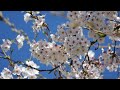 【RELAXATION】 Beautiful Sakura with relaxing Music | Cherry Blossoms | ASMR