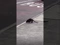Rats in NYC are huge!!! #shorts #shortvideo