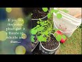 How to Grow Moringa from Seeds/ Indoors / Cold Climate / Malunggay /