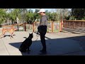 Aggressive and leash reactive dog meets dogs//Learn how you can do it.