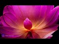 Inner Reflection | 528Hz + 111Hz Self Love, Positive Mind & Soul Healing Frequency Meditation Music