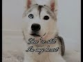 Skaya Siberian Edit| Part 16 #skayasiberian #skaya #skayaedit #capcut #viral #husky #puppy #cute #aw