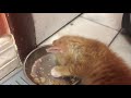 Kitten Falls Asleep While Eating