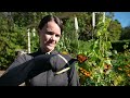 Hatch and Raise Monarch Butterflies - complete how to guide with detailed and beautiful video!