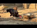 Chickens Relaxing Video / Aseel Roosters and Hens / Aseel murga murgi #uniquepetsworld