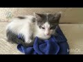From Lonely to Loved: The Incredible Story of an Abandoned Kitten | Family Cats