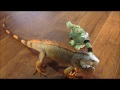 iguana vs toy