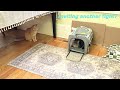 Play Fights of Two Naughty Cats. Cat's Funny Life. Cute Cats Jessica & Johnny #cats #pets #viral