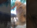 Lion finds hidden camera and runs off with it at the Oregon Zoo