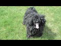 The Hungarian Puli Dog