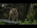 Lynx Kittens Explore Their Exhibit for the First Time! | The Zoo