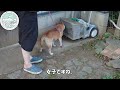 【南阿蘇でいちごちゃんと田舎暮らし】　MINAMIASOBASEに新メンバー登場！　柴犬　いちごちゃん