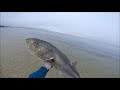 Jumbo Surfcasting Bluefish Crushing Poppers