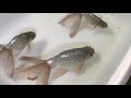 Fancy goldfish room tour | Water Pigs USA amazing outdoor fish room