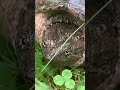 Turtle decides to visit
