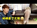 【測試】🐶你知道狗狗最愛什麼「叫聲🎵」嗎？🤣結果大跌眼鏡！？(中字)