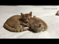 You Laugh You Lose 😂Videos of funny cats and kittens for a good mood!. PART 3