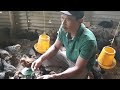 Ayam ULU pertumbuhan luarbiasa cepat#