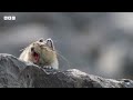 Snack-stealing pika is just too CUTE 😍 | Mammals - BBC