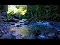 Relaxing stream river green forest meditation positive energy sleeping well study
