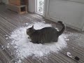Cat Loves to Play With Snow Brought Indoors By Owner - 1083703