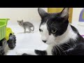 A rescued kitten suddenly started talking to a big cat when he met him for the first time