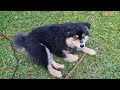 Soggy Post-Walk Zoomies (Finnish Lapphund Puppy)