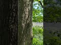 The Gorge at Letchworth State Park, New York 6/1/24