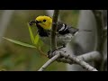Hermit Warbler Bird Song Video: Bird Songs Western North America-Peaceful Nature Sounds