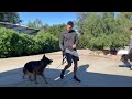 Prince is Done Playing Games! Extremely Difficult German Shepherd makes Unbelievable Improvements!