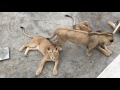 शेरों के साथ खेलना