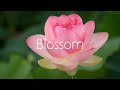 Ryan Bentz - Blossom (Official Audio)