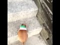 Chihuahua vs Staircase