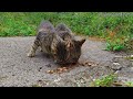 ASMR - Adorable Stray Tabby Twins Eating Cat Food  (No Mid-rolls)