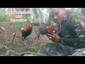 Pikat F1 Full Tembak/Taklukan Ayam Hutan ORI Taji Samurai