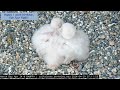 Cal Falcons: Daily growth of Annie & Archie's Fab Four Chicks, Week 1  🐥🐥🐥🐥 2024 Apr 29