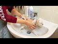 HOW TO BATHE A PUPPY 🐶 Maltese puppy's first bath