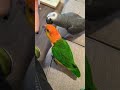 Talking Parrot Answering Scam Call 😆