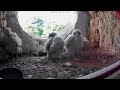 Kestrel chicks. Reeling and writhing and fainting in coils....