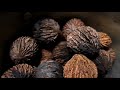 Wild Food Foraging- Black Walnuts