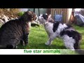 Cats Fights(HD)