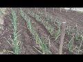 Garlic 2022, and California Summer Garlic