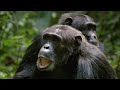 Mitos del Congo - regiones más misteriosas y peligrosas de la Tierra | Gorilas