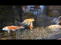 10 Koi Continue to Thrive Over 2 years in 50 Gallon Tank